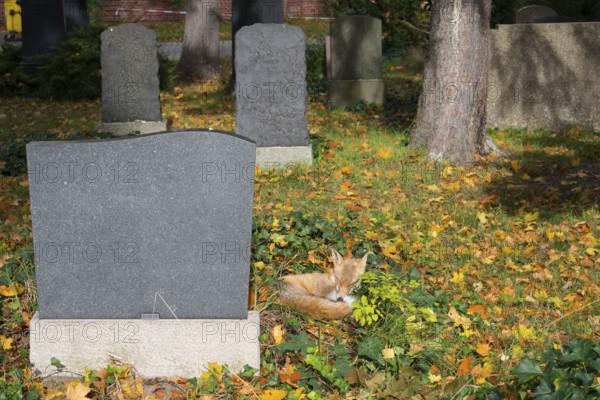 Red fox (Vulpes vulpes) lying peacefully curled up in the sun, grass and autumn leaves, sleeping,