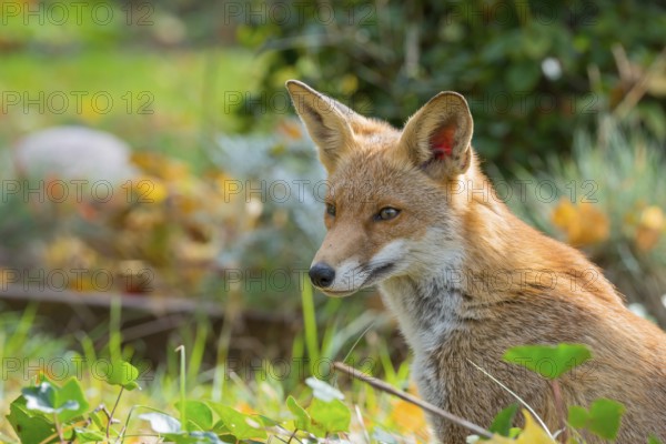 Red fox (Vulpes vulpes) sitting peacefully in the sun between grass and leaves, looking calmly,