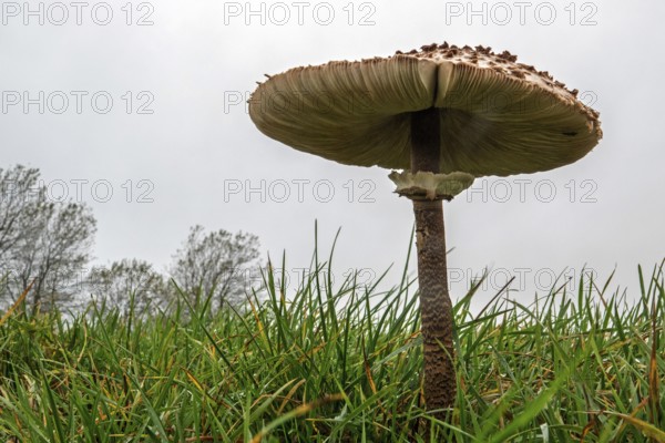 Mushroom, giant umbrella mushroom, parasol (Macrolepiota procera), frog perspective, standing in