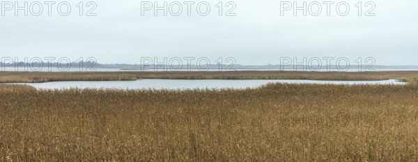 Lagoon area at the Meinigenbrücke near Zingst, panorama, Fischland-Darß-Zingst, Western Pomerania