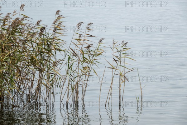 Reed (Phragmites australis) in the Bodden landscape at Meinigenbrücke near Zingst,