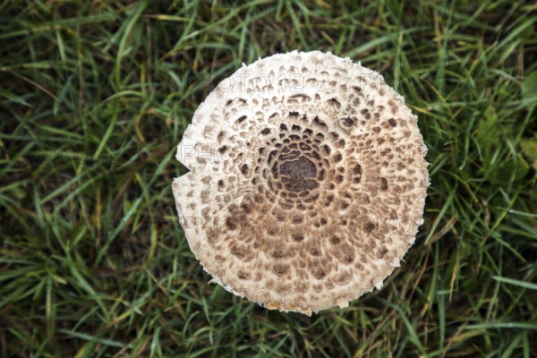 Mushroom, giant parasol (Macrolepiota procera), standing in the grass, top view,