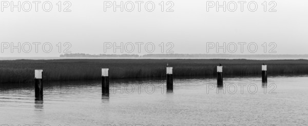 Lagoon landscape at the Meinigenbrücke near Zingst, black and white recording, panorama,