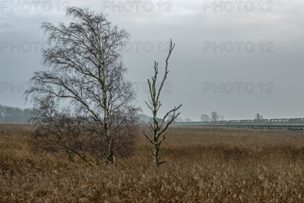 Birch (Betula) in winter, standing in the reeds, near Meiningenbrücke, Fischland-Darß-Zingst,