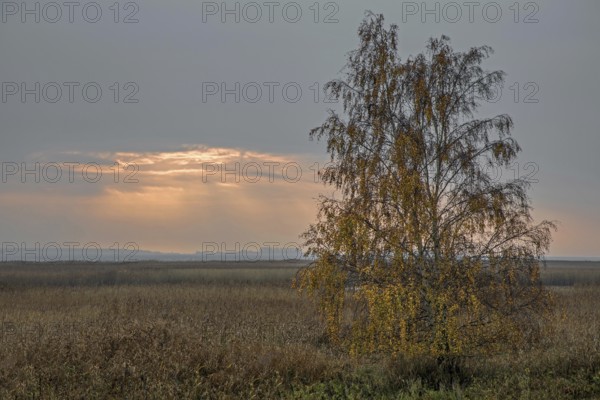 Birch (Betula) in autumn colours, evening sun shining through clouds, evening light, sunset, near