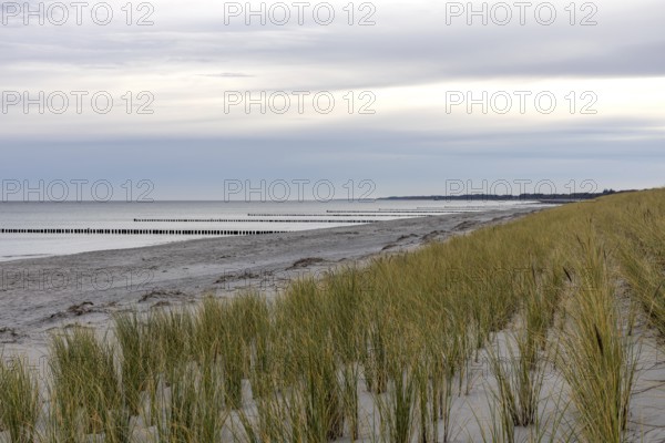 Sandy beach beach with marram grass (Ammophila), Zingst, Fischland-Darß-Zingst, Vorpommersche