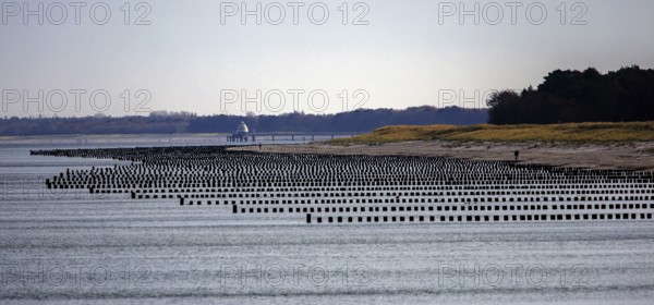 View from the pier to the beach and groves, panorama, Prerow, Fischland-Darß-Zingst, Western
