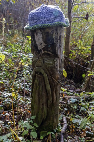 Face carved into wooden trunk, Mütze, near Prerow, Fischland-Darß-Zingst, Western Pomerania Lagoon