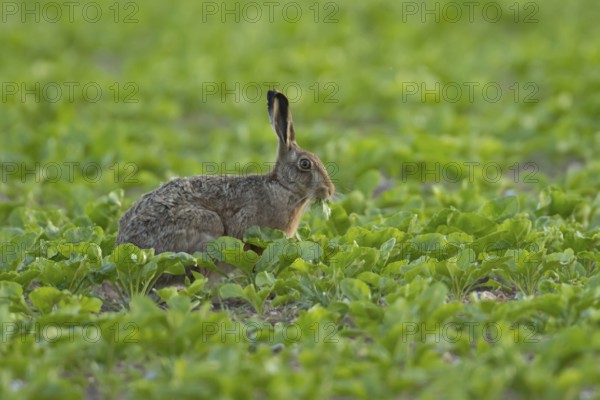 European brown hare (Lepus europaeus) adult animal eating in a sugar beet crop farmland field in