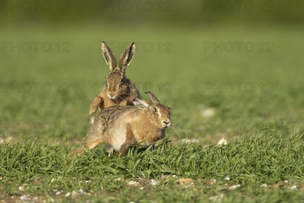 European brown hare (Lepus europaeus) two adult animals running in a farmland cereal field in