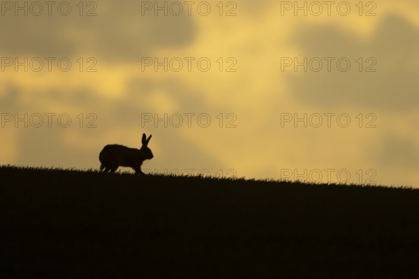 European brown hare (Lepus europaeus) silhouette of an adult animal on a ridge in a farmland cereal