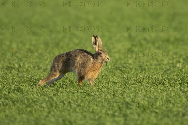 European brown hare (Lepus europaeus) adult animal eating in a farmland cereal field in springtime,