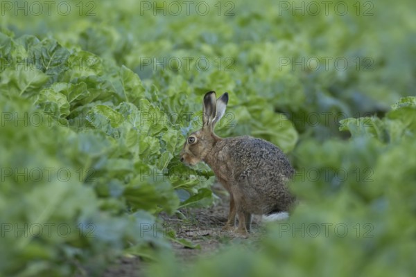 European brown hare (Lepus europaeus) adult animal in a sugar beet crop farmland field in summer,