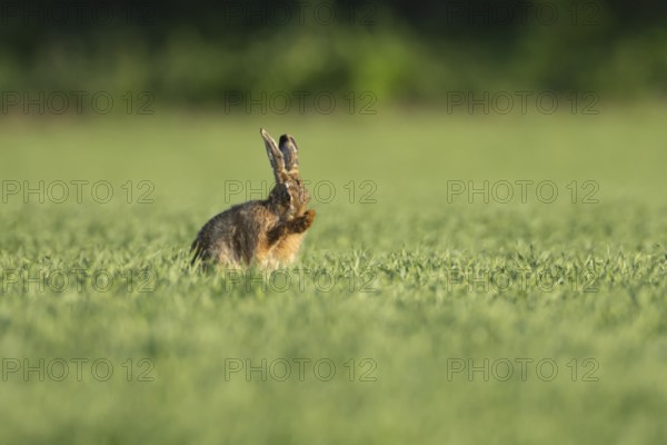 European brown hare (Lepus europaeus) adult animal washing its face in a farmland cereal field in