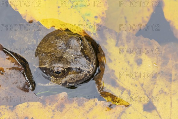 Common frog (Rana temporaria) adult amphibian on the water surface of a pond with fallen autumn