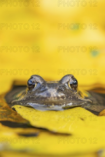 Common frog (Rana temporaria) adult amphibian on the water surface of a pond with fallen autumn