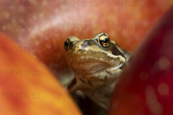 Common frog (Rana temporaria) adult amphibian amongst fallen red apples in a garden in summer,