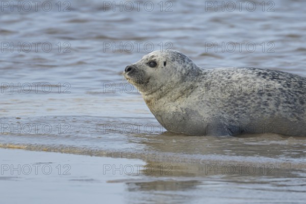 Common or Habor seal (Phoca vitulina) adult animal in the shallow waves of the sea, England, United