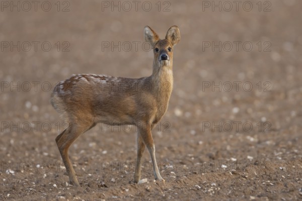 Chinese water deer (Hydropotes inermis) adult animal in a ploughed farmland field, England, United