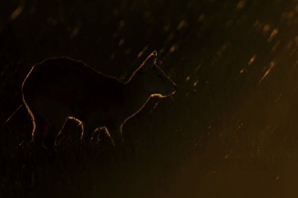 Chinese water deer (Hydropotes inermis) adult animal backlit in a marshland field at sunset,