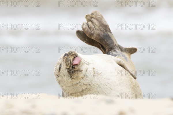 Common or Habor seal (Phoca vitulina) adult animal sleeping with its tongue sticking out on the