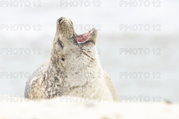 Common or Habor seal (Phoca vitulina) adult animal yawning on the sand of a beach, England, United