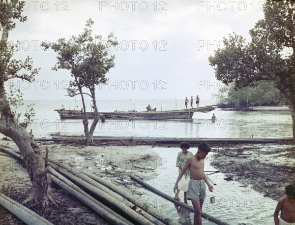 Harvesting timber stilt poles from magnrove and transporting by canoe, Malaya, Malaysia, south east