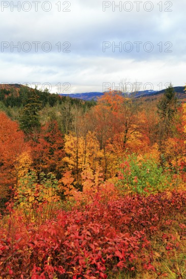 Scenic View, Fall Leaves, Indian Summer, Sugar Hill Observation Deck, Kancamagus Highway, White