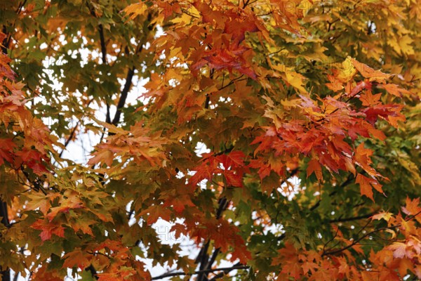 Autumn leaves, Indian summer, maple leaves (acer), yellow, orange, green, Sugar Hill viewing
