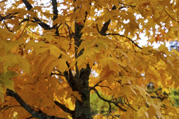 Intense yellow autumn colours, maple tree (acer), autumn leaves, detail, Indian Summer, Sugar Hill