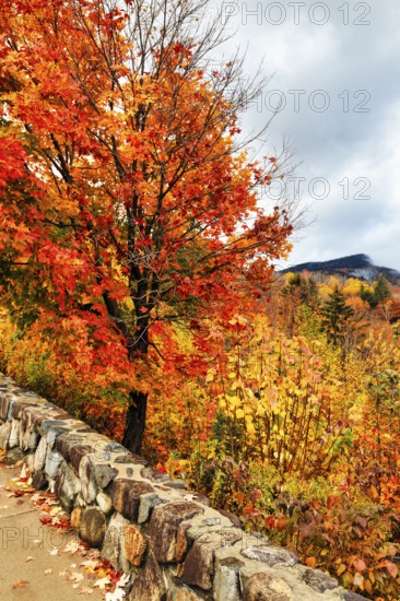 Bright orange-red autumn colours of a maple tree (acer), autumn leaves, Indian summer, Sugar Hill