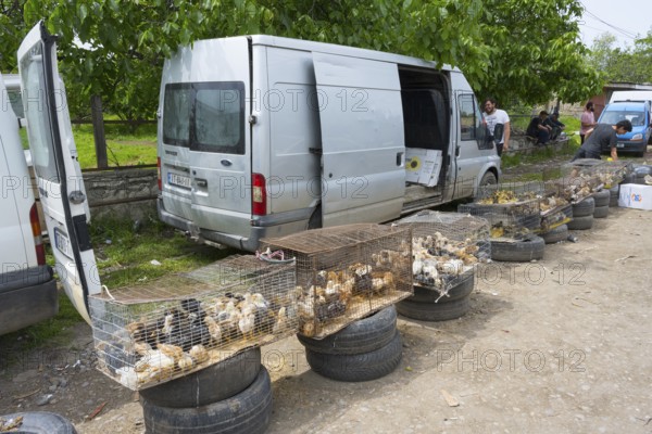 Van with open doors. Cages with chickens and chicks on tires in front of it, Koda, Lower Kartli