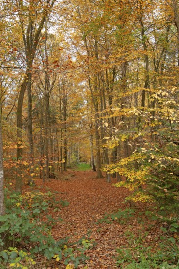 Autumn foliage, Stikelkamper Wald, Leer District, East Frisia, Lower Saxony, Germany
