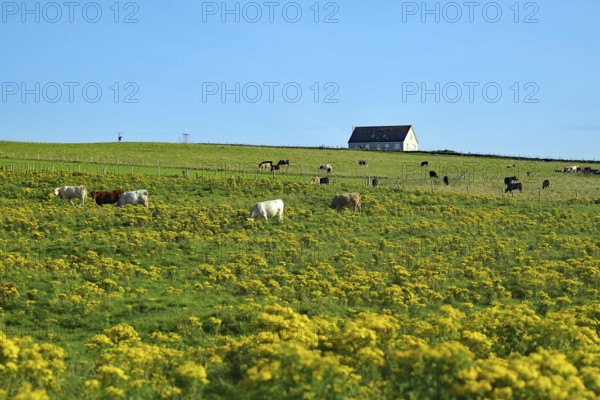 Pasture with grazing cattle and a secluded house in the background, Pierowall, Orkney Islands,