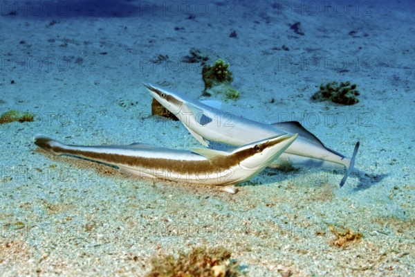 Underwater photo of two specimens Live sharksucker (Echeneis naucrates) lying on shallow not deep