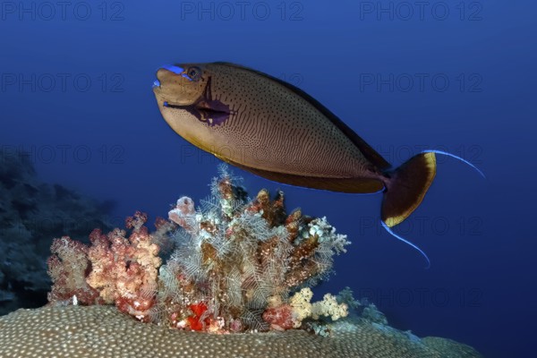 Masked Nose Surgeonfish (Naso vlamingii) Large-nosed Surgeonfish swimming over colourful coral