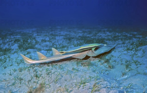 Underwater photo Halavi guitarfish (Glaucostegus halavi), synonym (Rhinobatos halavi) with two