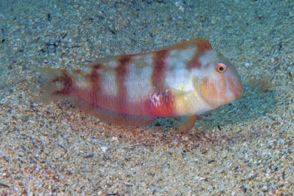 Cutter knifefish (Xyrichtys novacula) Mediterranean cutter knifefish, protogynous hermaphrodite,
