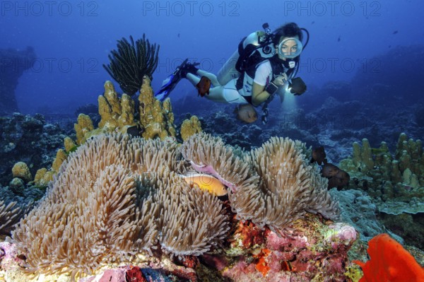 Underwater photo Diver observing symbiotic behaviour of orangeback white anemonefish (Amphiprion