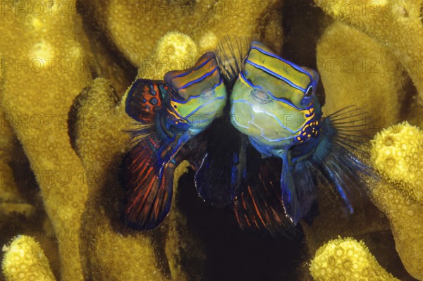 Underwater photo pair of mandarinfish (Synchiropus splendidus) left smaller female female animal,