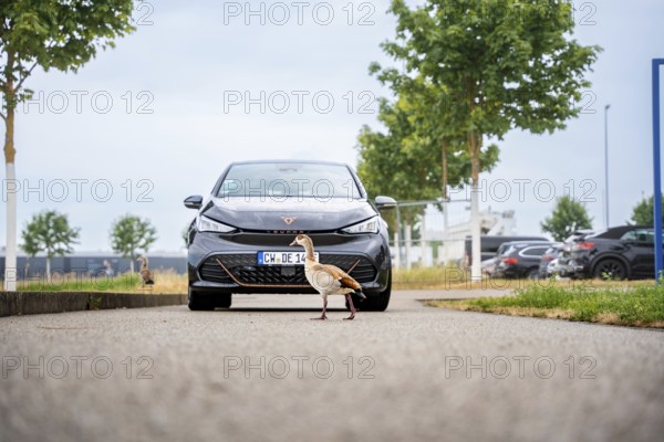 Black car on a road with a passing duck on a cloudy day, Deer E-Car Sharing, Cupra electric car,