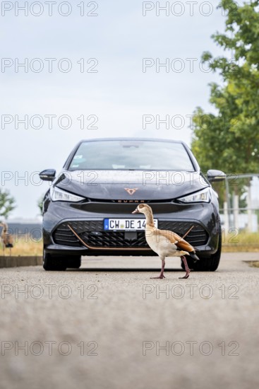 A car is parked on a road in front of which a bird crosses, Deer E-Car Sharing, Cupra electric car,