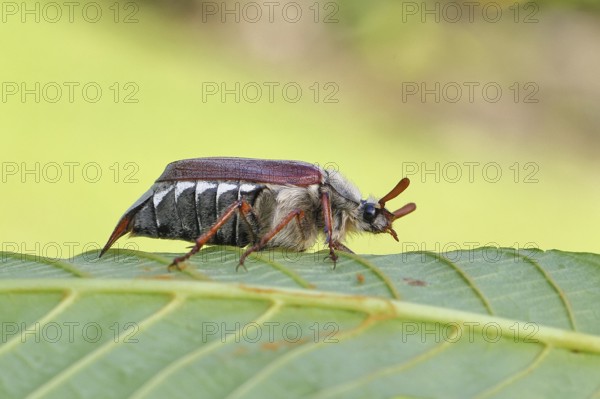 May beetle, wood cockchafer (Melolontha hippocastani), male, on leaf of a horse chestnut (Aesculus