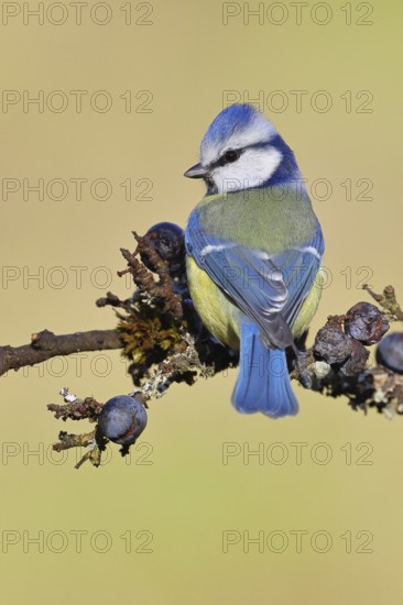 Blue tit (Parus caeruleus), sitting on a branch in a blackthorn bush, (Prunus spinosa), sloes, with
