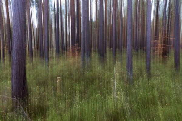 Forest, pine trees (Pinus), pine forest, tree trunks, distorted, moving camera, Darßwald,