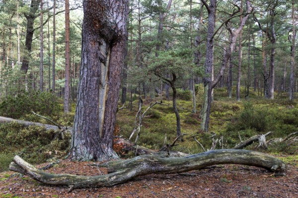 Pines (Pinus), pine forest, tree trunks, Darßwald, Fischland-Darß-Zingst, National Park