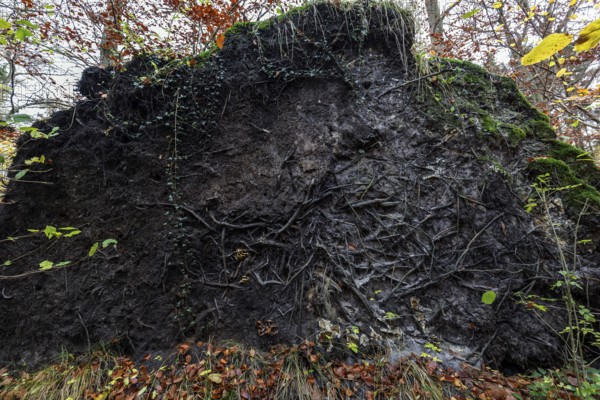 Roots of a fallen tree, Darßwald, Darß, Fischland-Darß-Zingst, Western Pomerania Lagoon Area