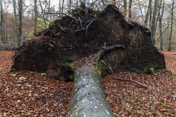 Fallen tree lies in autumn forest, autumn-colored leaves, Darßwald, Fischland-Darß-Zingst, Western