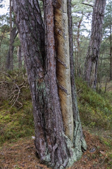 Pine tree (Pinus) with cut-in resin conductive chips, resin extraction until 1990, Darßwald, Darß,