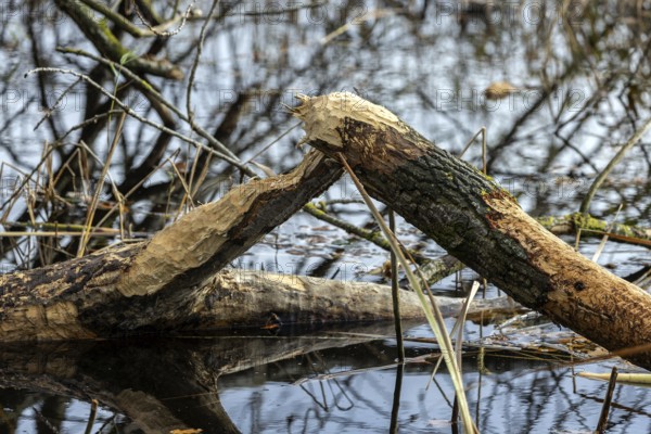 Tree felled by beaver, Darßwald, Darß, Fischland-Darß-Zingst, Western Pomerania Lagoon Area